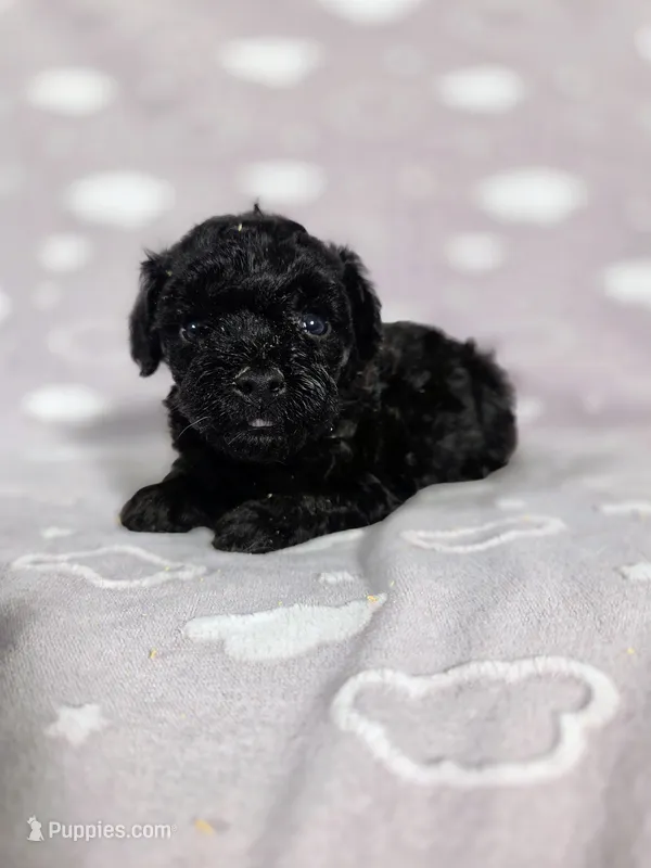 AKC Mercy – Poodle - Toy  puppy for sale in Habersham, GA