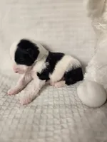 Sebastian , a male Sheepadoodle for sale in Cornelia, GA – 8 of 10