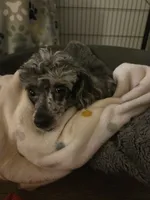 AKC Gracie 5lbs, a female Poodle - Toy  for sale in Habersham, GA – 4 of 6