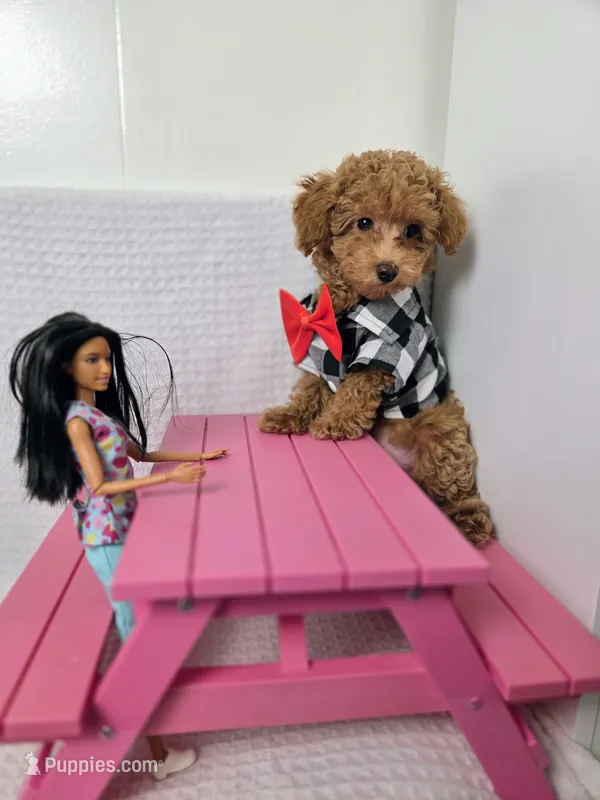 AKC Asher – Poodle - Toy  puppy for sale in Habersham, GA