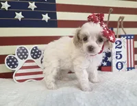 AKC teacup Tinkerbell , a female Poodle - Toy  for sale in Habersham, GA – 4 of 7
