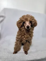 AKC Asher, a male Poodle - Toy  for sale in Cornelia, GA – 3 of 10