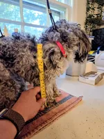 Zeke, a male Poodle - Toy  for sale in Habersham, GA – 6 of 8