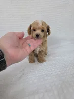 AKC Tiny Cedar, a male Poodle - Toy  for sale in Habersham, GA – 4 of 8