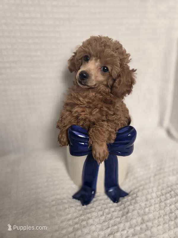 AKC Penny – Poodle - Toy  puppy for sale in Habersham, GA