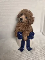 AKC Penny, a female Poodle - Toy  for sale in Habersham, GA – 2 of 10