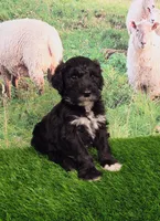 Reggie, a male Sheepadoodle for sale in Cornelia, GA – 5 of 10