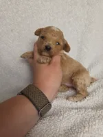 AKC Magnolia, a female Poodle - Toy  for sale in Habersham, GA – 2 of 8