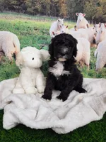 Ronnie, a male Sheepadoodle for sale in Cornelia, GA – 6 of 8