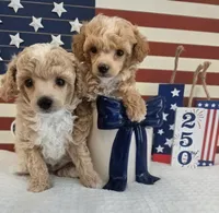 AKC Sage, a male Poodle - Toy  for sale in Habersham, GA – 8 of 9
