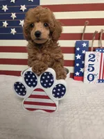 AKC Penny, a female Poodle - Toy  for sale in Habersham, GA – 10 of 10