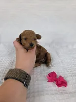 AKC Penny, a female Poodle - Toy  for sale in Habersham, GA – 2 of 2