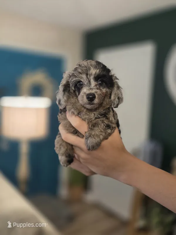 AKC Boaz – Poodle - Toy  puppy for sale in Habersham, GA