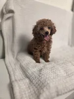 AKC Penny, a female Poodle - Toy  for sale in Habersham, GA – 3 of 10