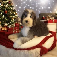 Mae, a female Sheepadoodle for sale in Habersham, GA – Photo 1 of 10