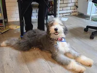 Mae, a female Sheepadoodle for sale in Habersham, GA – Photo 5 of 10