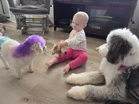 Mae, a female Sheepadoodle for sale in Habersham, GA – Photo 10 of 10