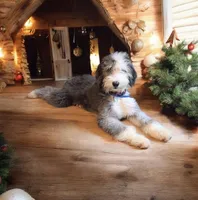 Mae, a female Sheepadoodle for sale in Habersham, GA – Photo 3 of 10