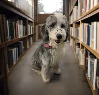 Mae, a female Sheepadoodle for sale in Habersham, GA – Photo 2 of 10