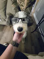 Mae, a female Sheepadoodle for sale in Habersham, GA – Photo 6 of 10