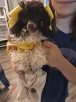 AKC Baby Ruth 4lbs, a female Poodle - Toy  for sale in Habersham, GA – 1 of 2