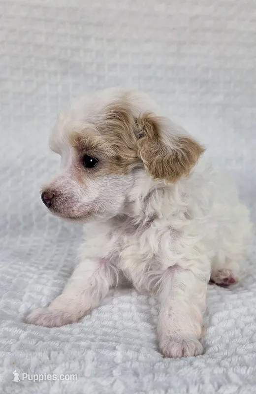 AKC Tinkerbell – Poodle - Toy  puppy for sale in Habersham, GA