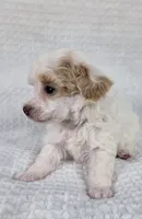 AKC Tinkerbell, a female Poodle - Toy  for sale in Habersham, GA – 1 of 3