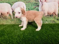 Wool-Eyes, a male Sheepadoodle for sale in Cornelia, GA – 4 of 8