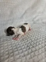Ollie, a male Poodle - Toy  for sale in Habersham, GA – 4 of 5