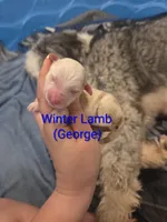 Winter Lamb, a male Sheepadoodle for sale in Cornelia, GA – 2 of 5