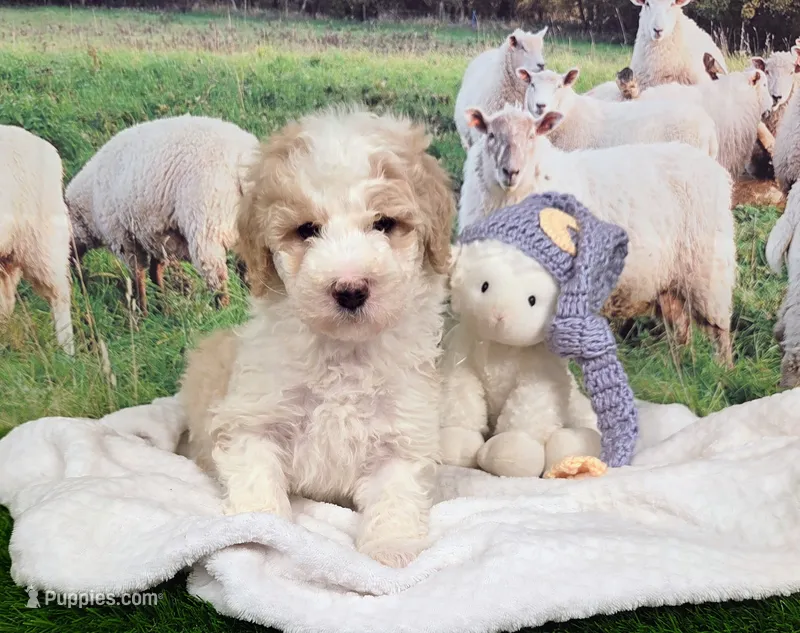 Sir Richfield  – Sheepadoodle puppy for sale in Cornelia, GA