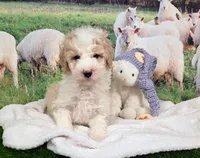 Sir Richfield , a male Sheepadoodle for sale in Cornelia, GA – 1 of 10