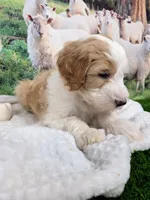 Mopple, a male Sheepadoodle for sale in Cornelia, GA – 4 of 8