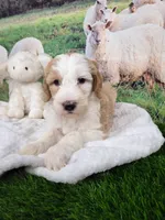 Mopple, a male Sheepadoodle for sale in Cornelia, GA – 2 of 8