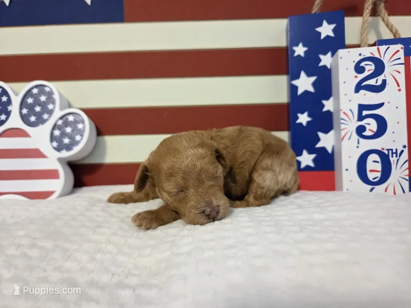 AKC Asher – Poodle - Toy  puppy for sale in Habersham, GA