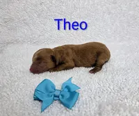 Theo, a male Poodle - Toy  for sale in Habersham, GA – 2 of 2