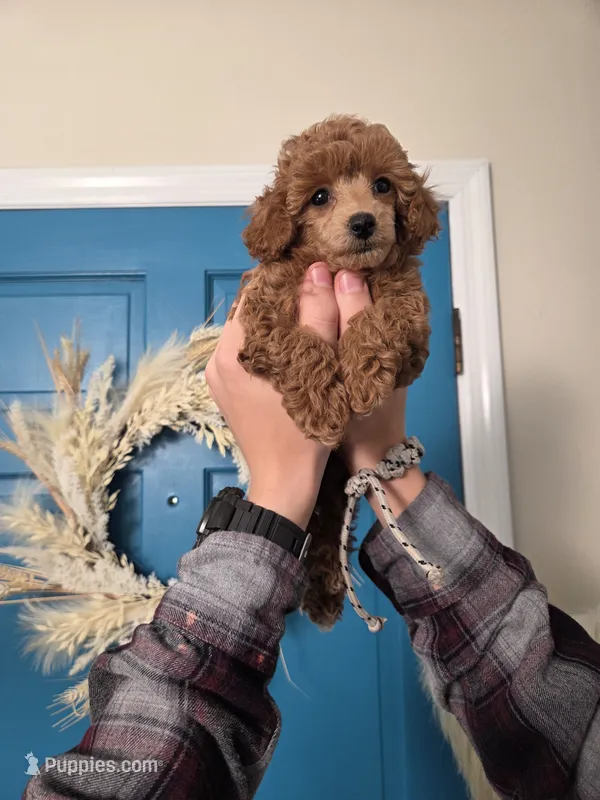 AKC Penny – Poodle - Toy  puppy for sale in Habersham, GA