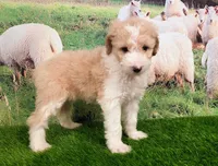Cloud, a female Sheepadoodle for sale in Cornelia, GA – 5 of 9