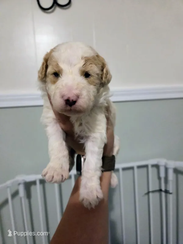 Sir Richfield  – Sheepadoodle puppy for sale in Cornelia, GA