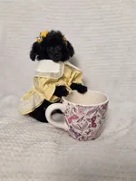 AKC Mercy, a female Poodle - Toy  for sale in Cornelia, GA – 5 of 10