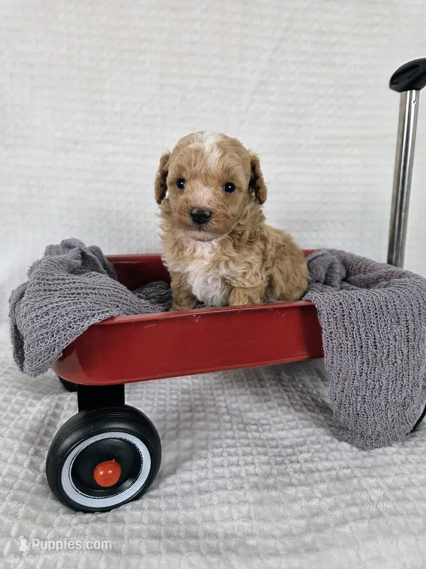 AKC Cedar – Poodle - Toy  puppy for sale in Habersham, GA
