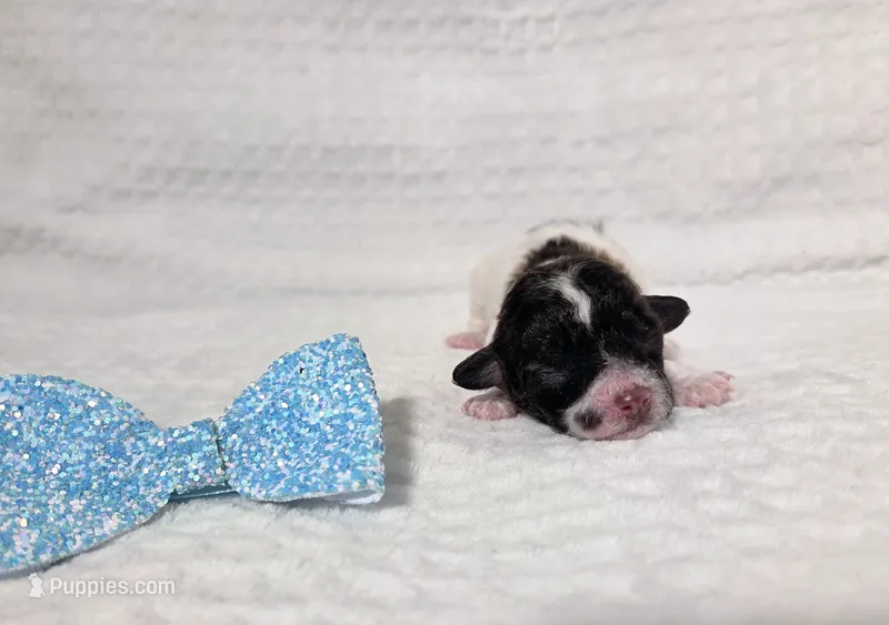 Ollie – Poodle - Toy  puppy for sale in Habersham, GA