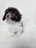 Ollie, a male Poodle - Toy  for sale in Cornelia, GA – 8 of 10