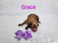 Grace AKC, a female Poodle - Toy  for sale in Habersham, GA – 2 of 2