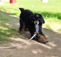 Gideon, a male Poodle - Miniature  for sale in Habersham, GA – 4 of 7