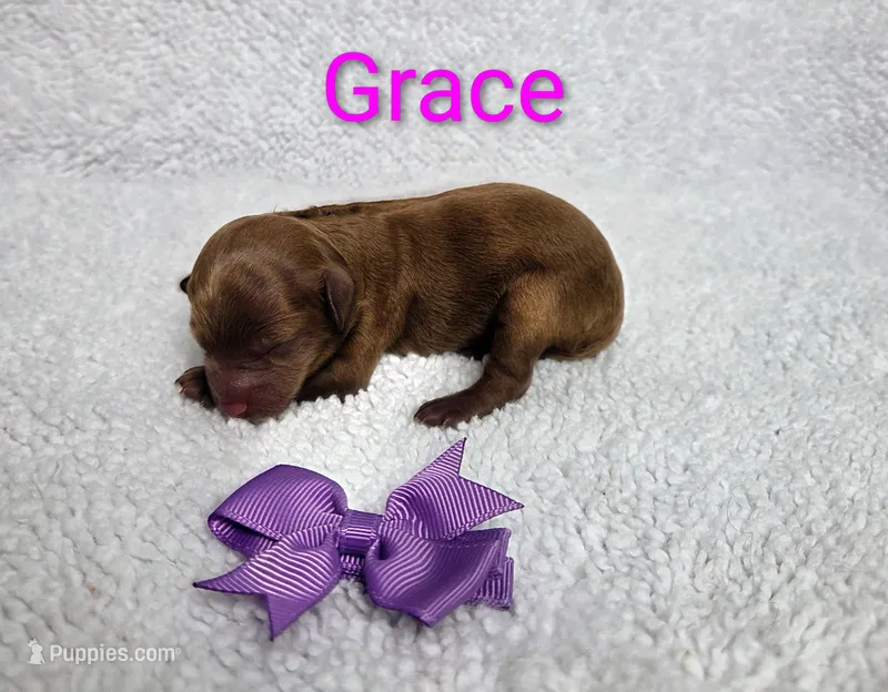 Grace AKC – Poodle - Toy  puppy for sale in Habersham, GA