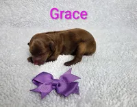 Grace AKC, a female Poodle - Toy  for sale in Habersham, GA – 1 of 2