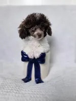 Ollie, a male Poodle - Toy  for sale in Cornelia, GA – 6 of 10