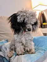 Zeke, a male Poodle - Toy  for sale in Habersham, GA – 2 of 8