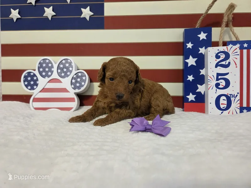 Grace AKC – Poodle - Toy  puppy for sale in Habersham, GA